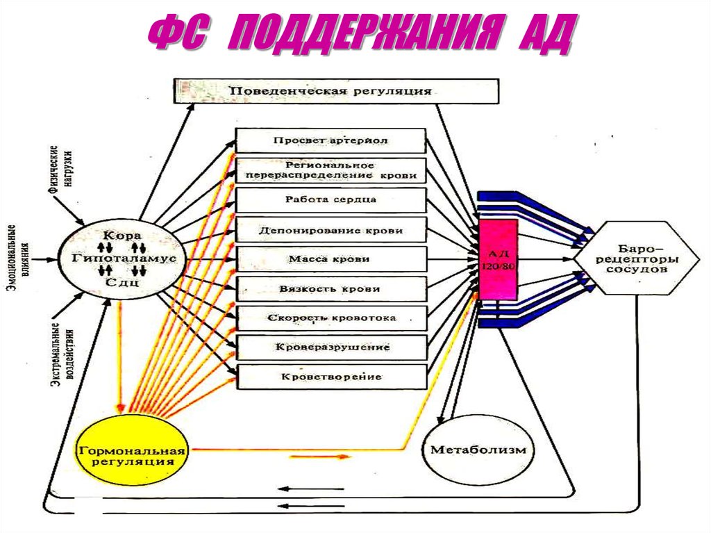 Схема функциональной системы обеспечивающей оптимальный уровень артериального давления