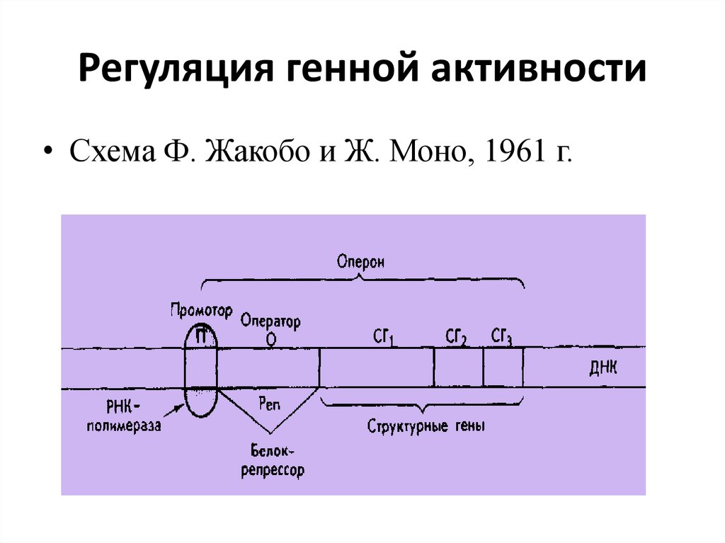 Гипотеза жакоба и моно