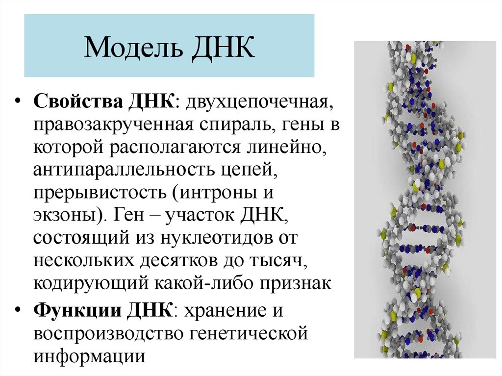 День днк презентация