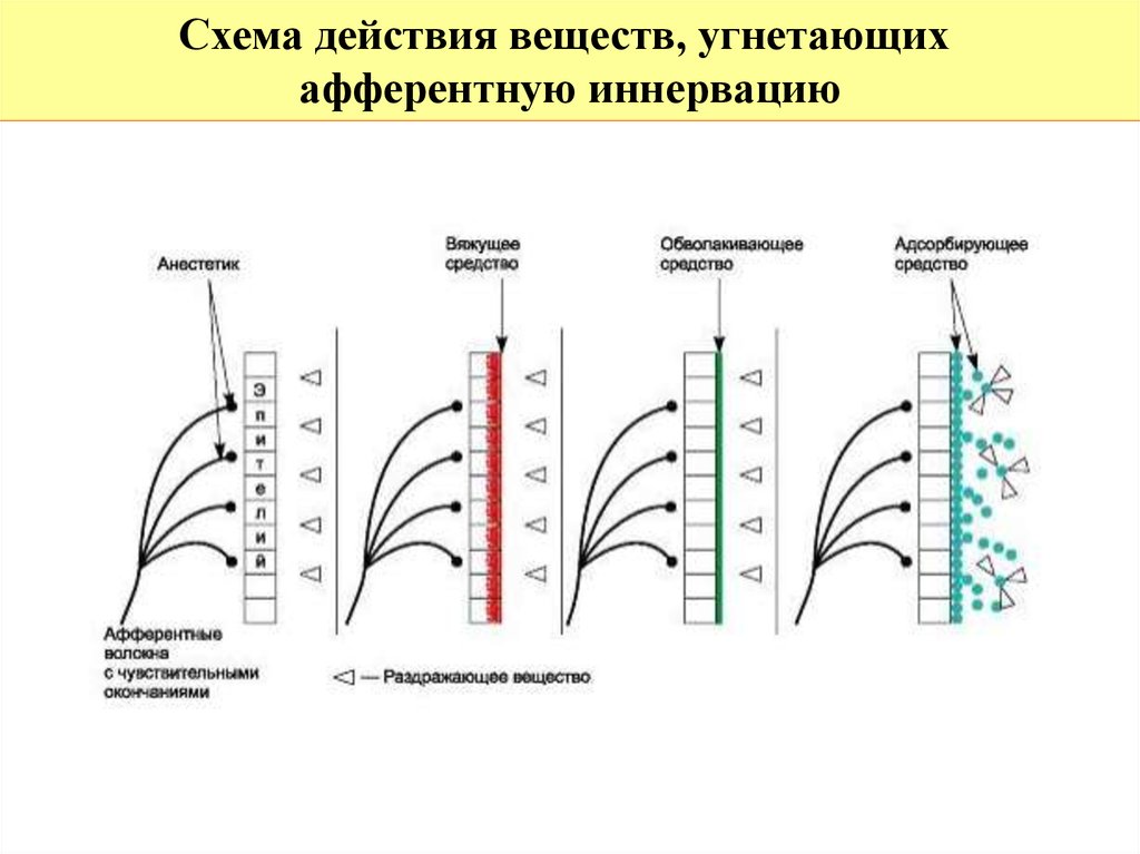 Средства влияющие на афферентную иннервацию фармакология презентация