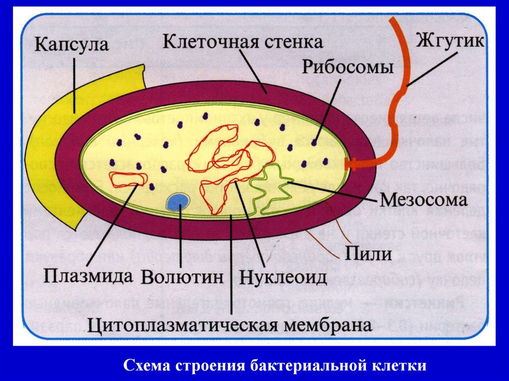 Соотнеси основные части бактериальной клетки с изображением