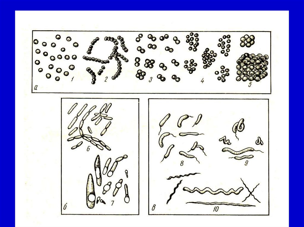 Кокковые бактерии. Морфология микроорганизмов микрококки. Палочковидные формы микроорганизмов рисунок. Морфология кокковых форм бактерий. Ланцетовидная форма бактерий.