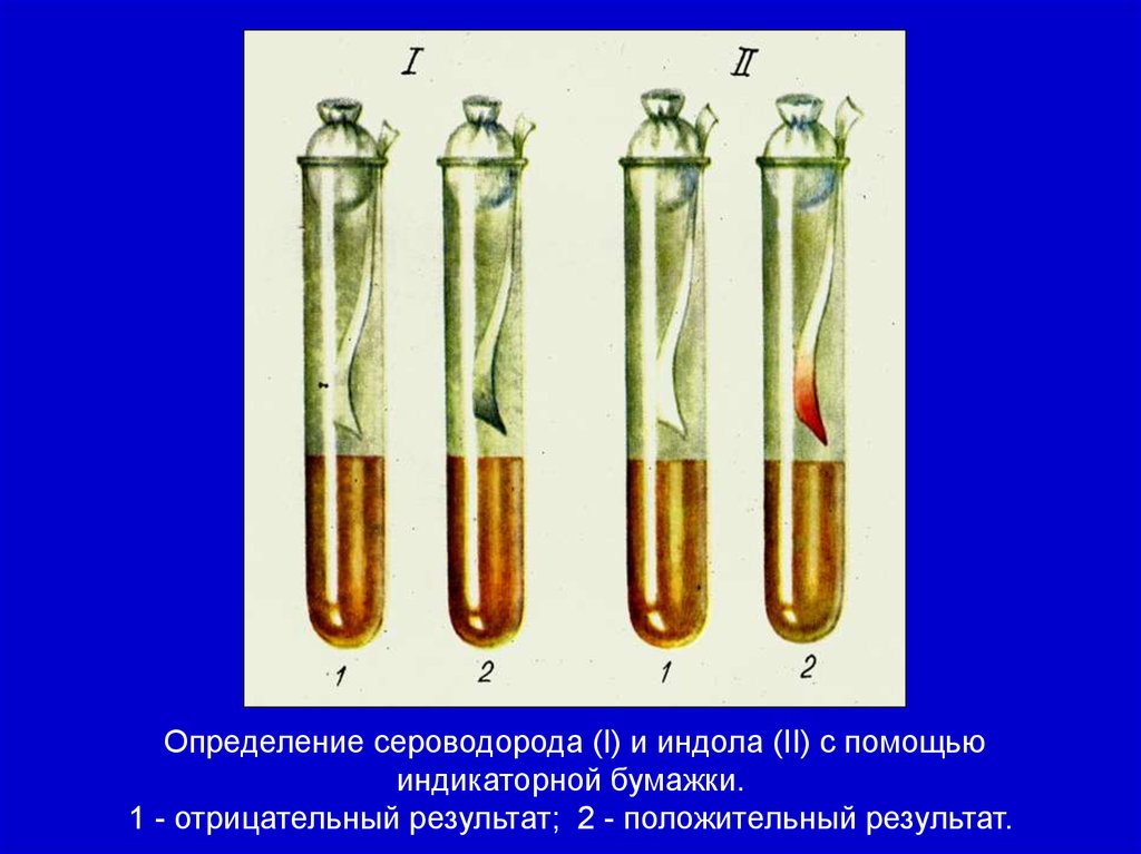 Морфология и физиология бактерий