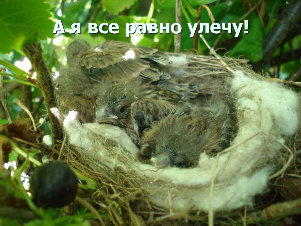 А я все равно улечу!