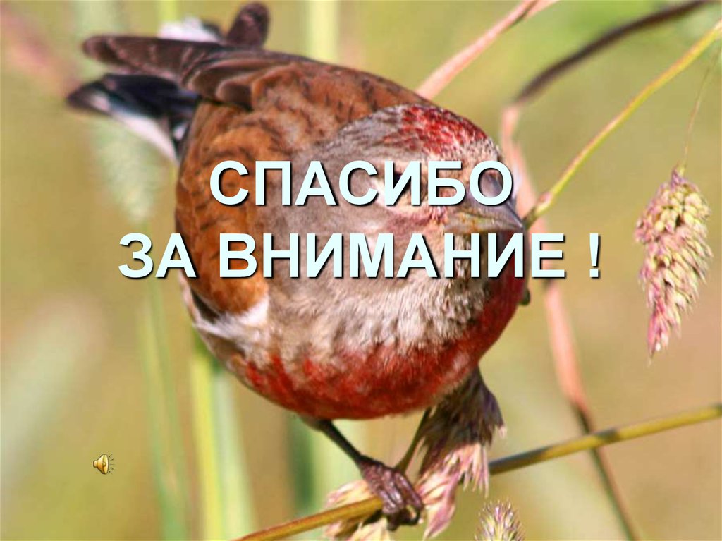 СПАСИБО ЗА ВНИМАНИЕ !