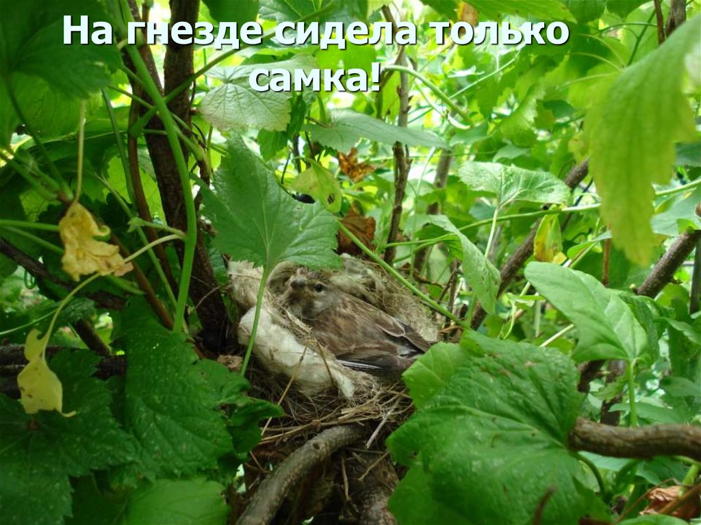 На гнезде сидела только самка!
