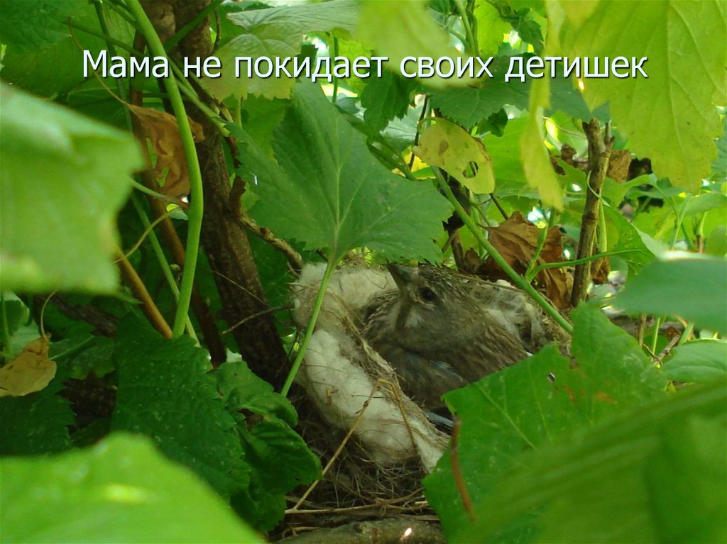 Мама не покидает своих детишек