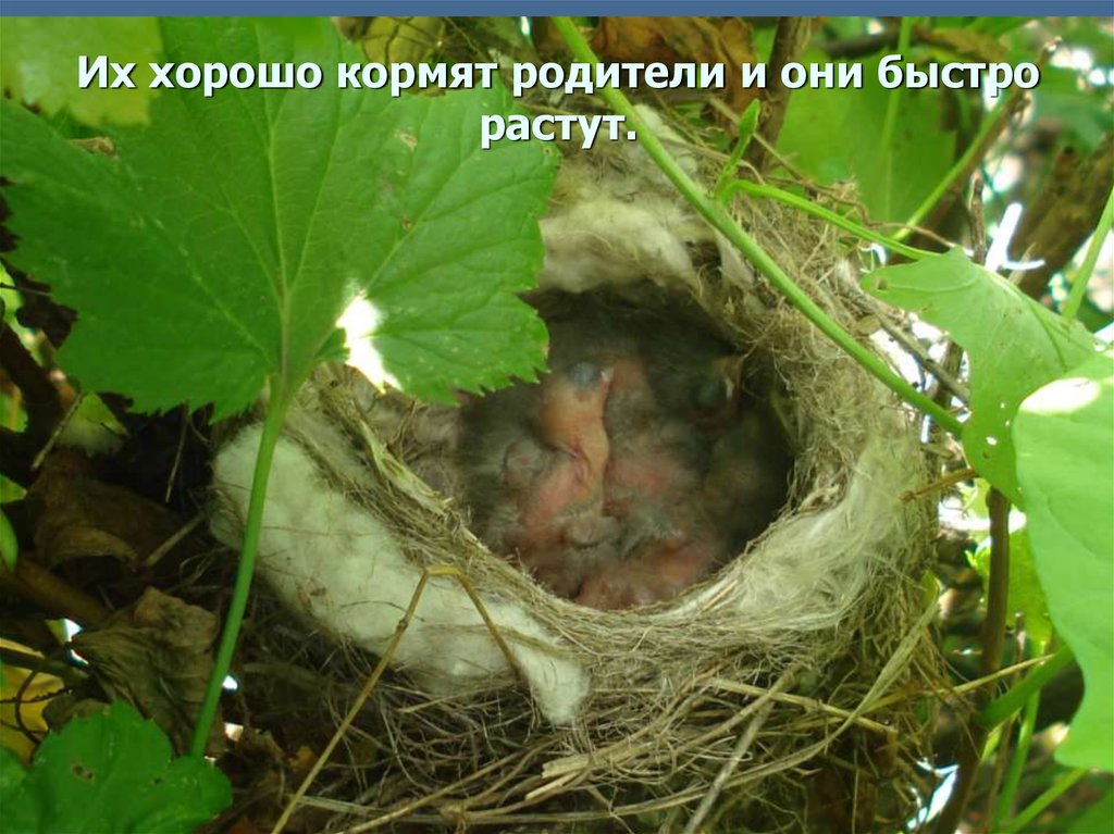 Их хорошо кормят родители и они быстро растут.