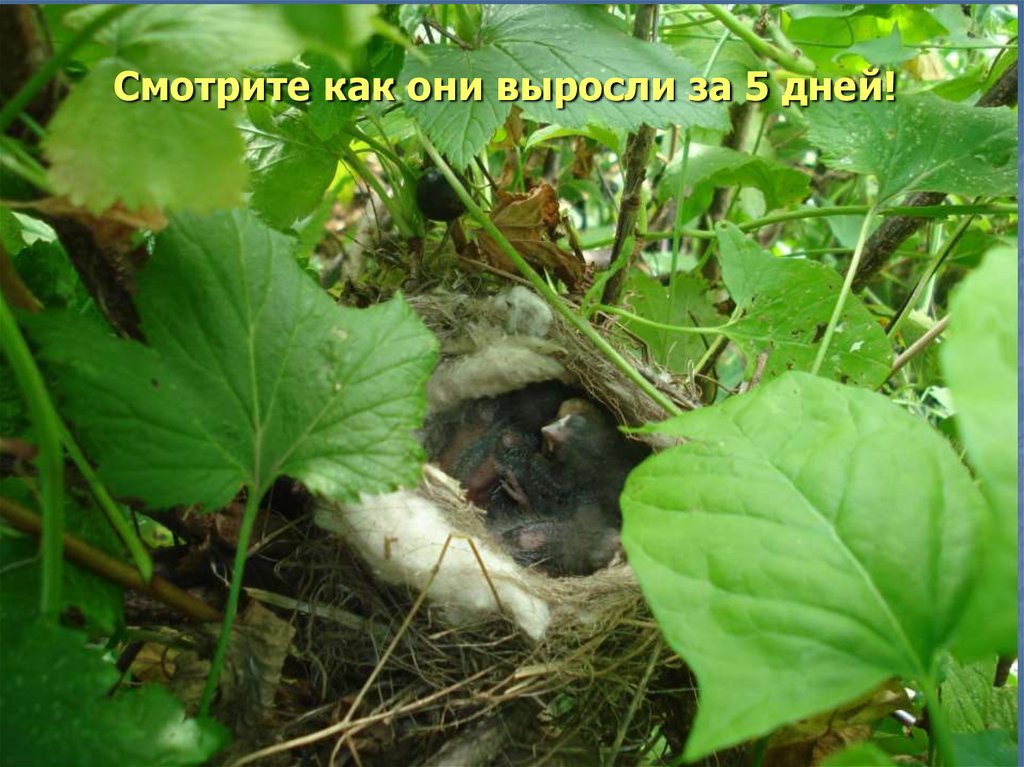 Смотрите как они выросли за 5 дней!