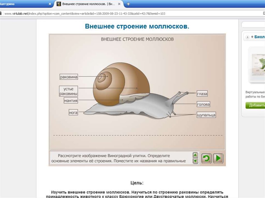 Лабораторная работа строение моллюсков. ВИРТУЛАБ внешнее строение моллюсков. Работа 7 внешнее строение моллюсков. Цель изучить внутреннее и внешнее строение моллюсков. Лабораторная работа внешнее и внутреннее строение моллюска.