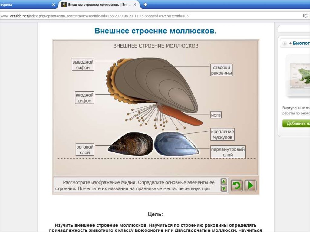 Строение мидии рисунок