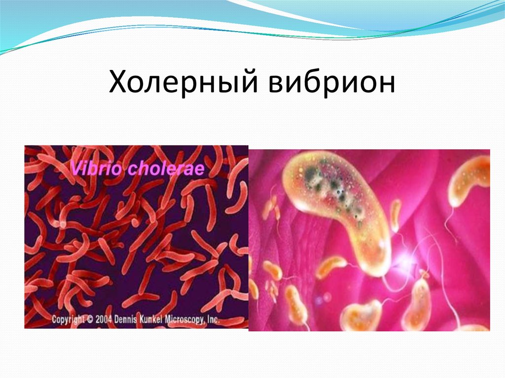 Организм трутовик окаймленный холерный вибрион