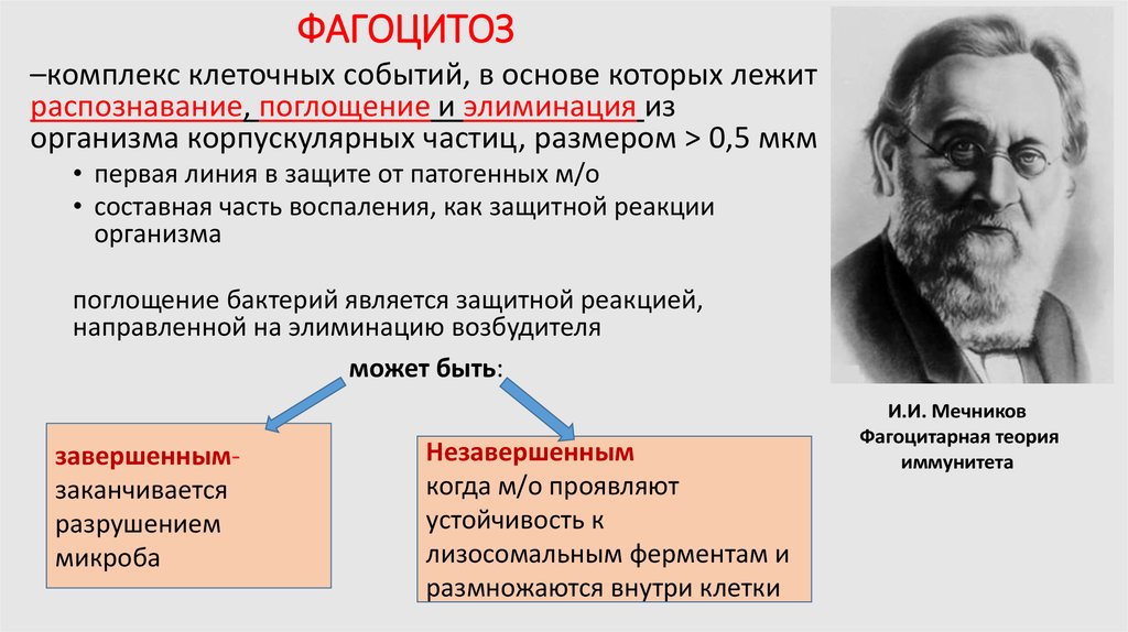 Явление фагоцитоза открыл русский ученый