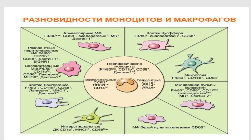 Роль макрофагов. Тканевые макрофаги резидентные. Разновидности тканевых макрофагов. Типы макрофагов. Макрофаги виды и функции.