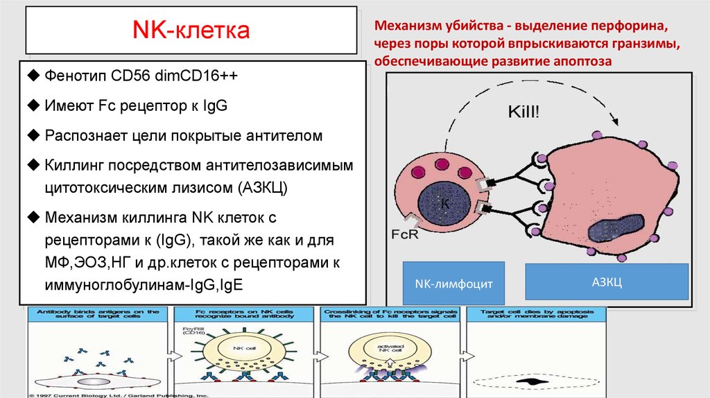 Естественный н. Функции NK клеток иммунология. Функции естественных киллеров иммунология. Естественные клетки- киллеры (NK-клетки). Натуральные киллеры иммунология.