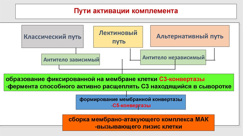 Лектиновый путь активации комплемента