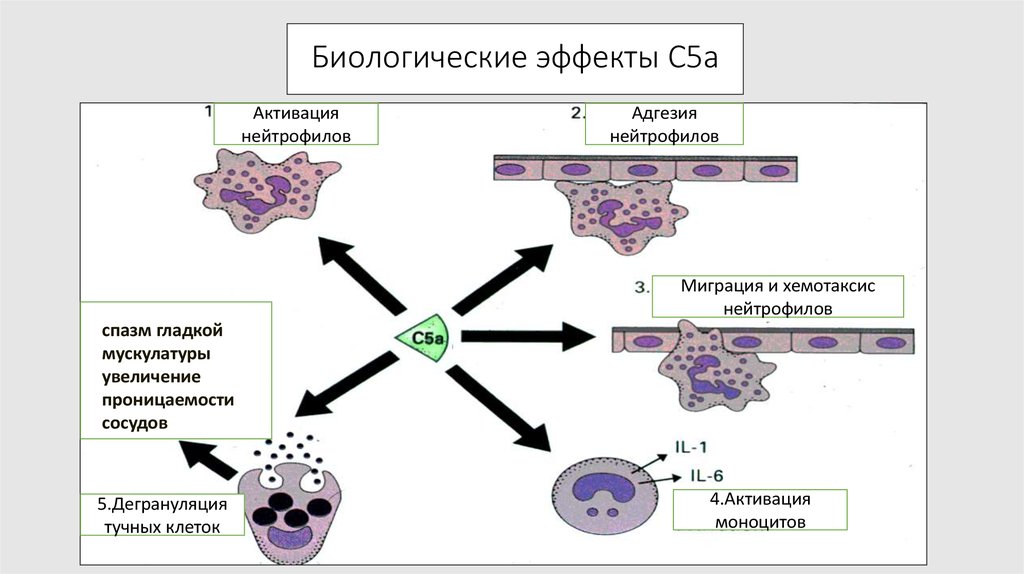 Схема созревания нейтрофилов