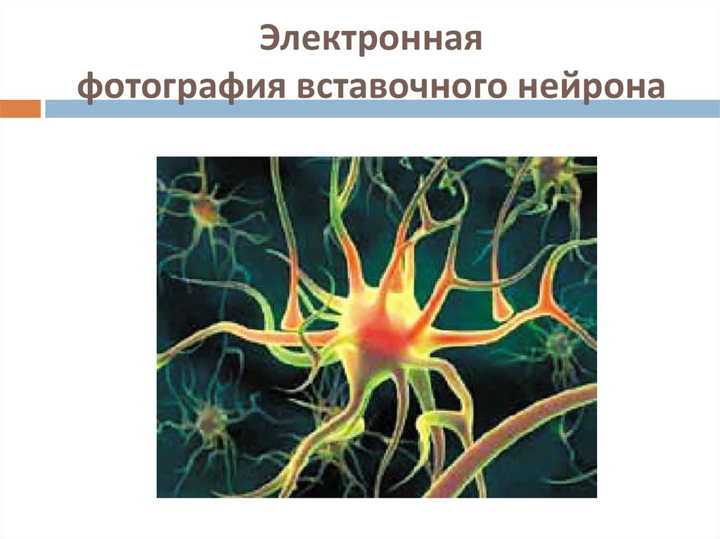 Центр нейрон. Вставочные клетки Нейроны. Изображение вставочного нейрона. Нейрон строение вставочный Нейрон.