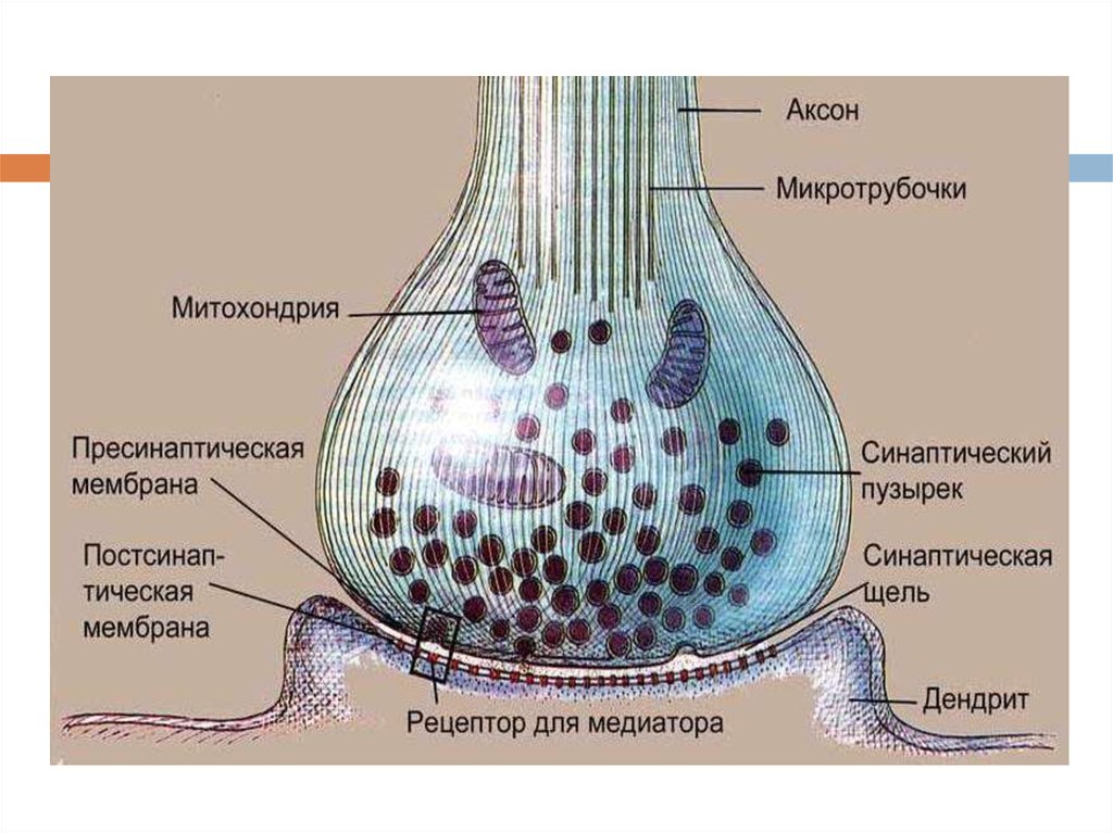 Синапс 2. Строение синапса пресинаптическая мембрана. Строение химического синапса физиология. Строение строение синапса. Строение химического синапса анатомия.