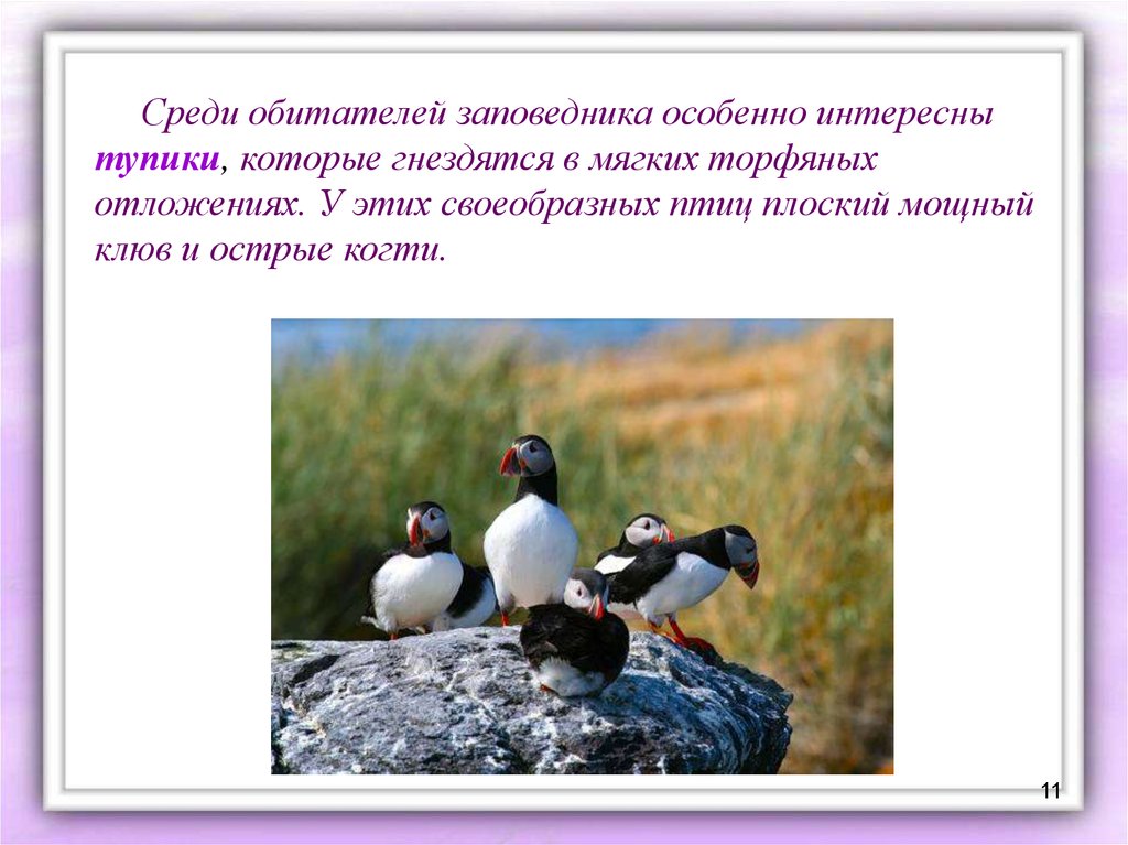 Охрана природы тундры. Рассказ про тупика. Какая охрана природы в тундре. Сообщение на тему птица тупик.