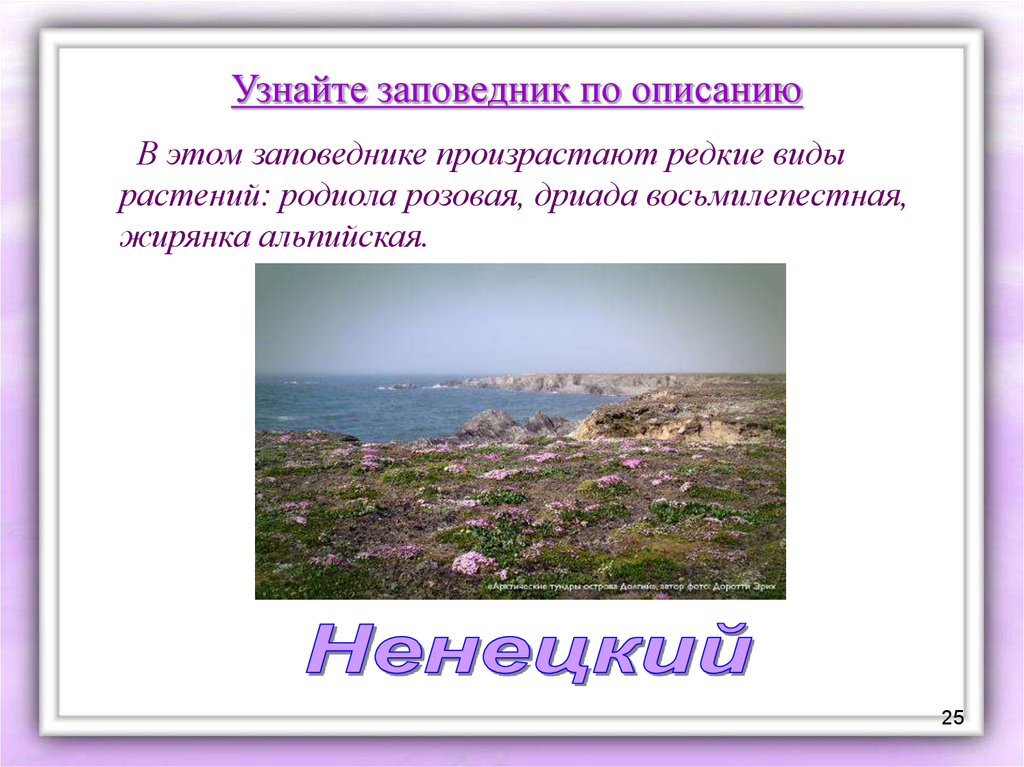 Проблемы тундры в россии. Охрана природы тундры. Проблемы заповедников. Экологические проблемы тундры. Экологические проблемы и охрана природы тундры.