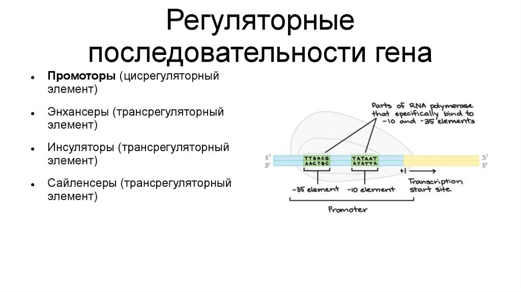 Участки структурного гена. Ген структура Гена. Строение Гена генетика. Схема строения Гена эукариот. Регуляторные гены и регуляторные последовательности у эукариот.