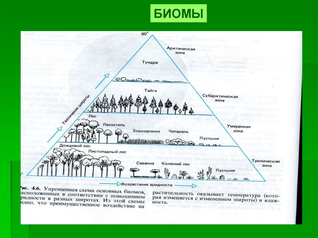 Классификация биомов схема