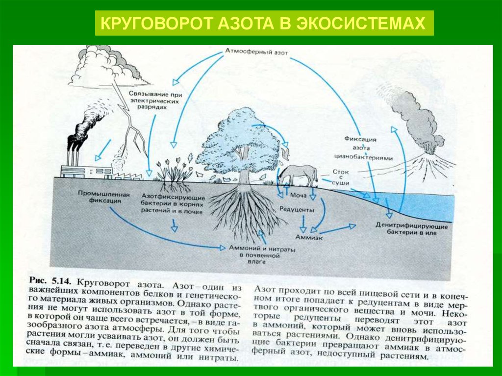 Какие организмы усваивают азот из атмосферы. Азотный цикл в природе. Таблица круговороты воды и азота. Круговорот азота в экосистеме. Круговорот веществ в природе азот.