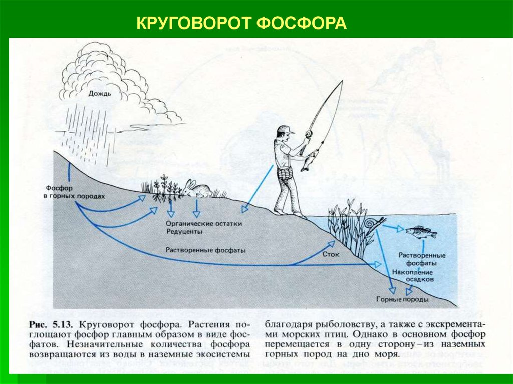 Схемы круговорота фосфора