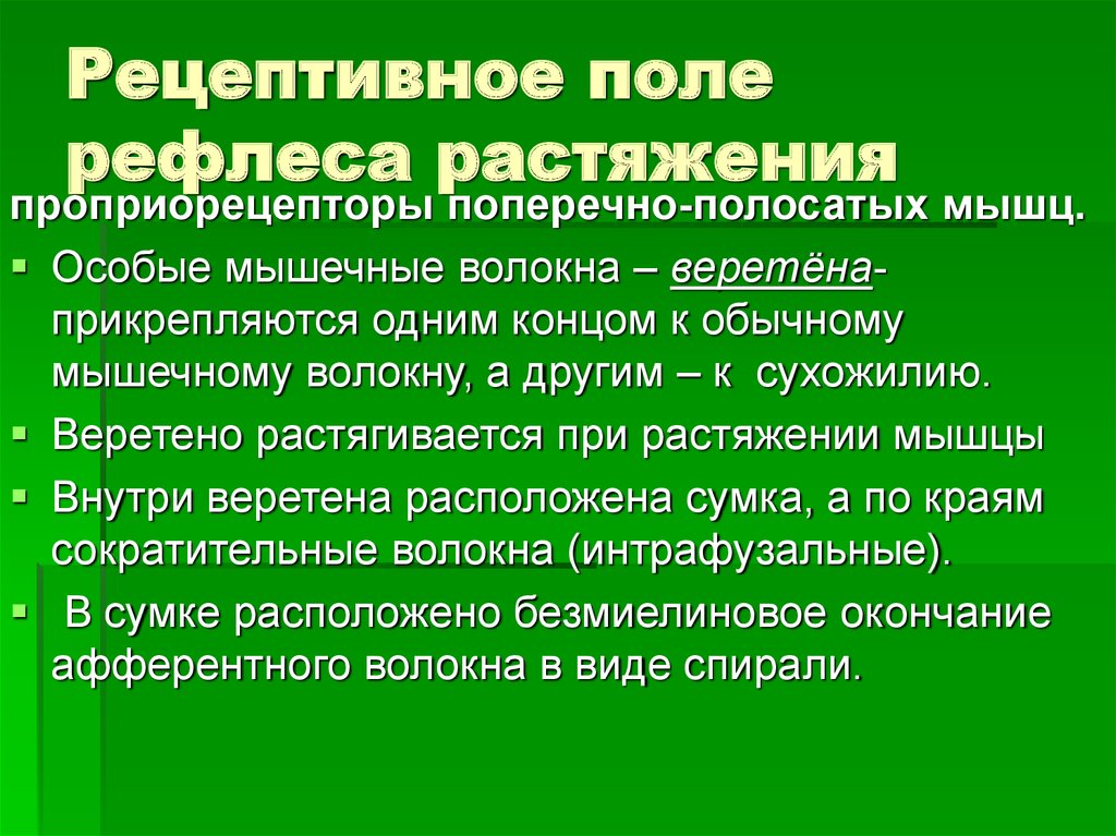 Рецептивное поле. Роль рецептивного поля. Рецептивное поле мышечного волокна. Функции рецептивного поля.