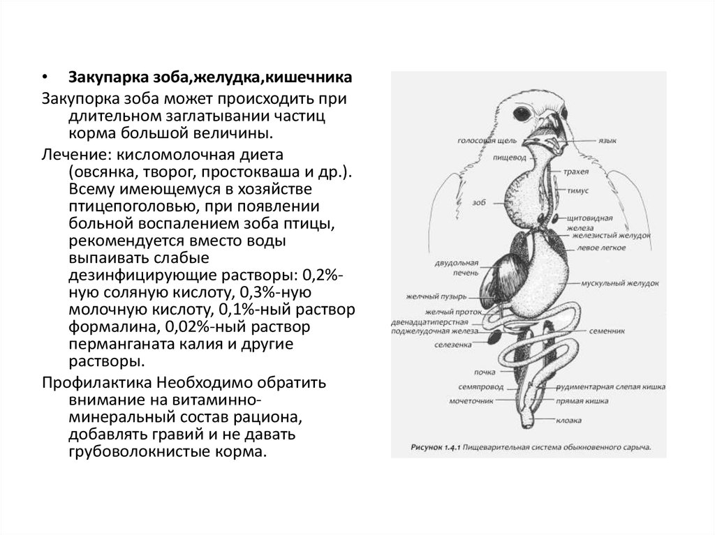 Мускульный отдел желудка образовался у птиц. Желудок птиц. Схема пищеварительной системы птицы. Зоб и желудок птиц.