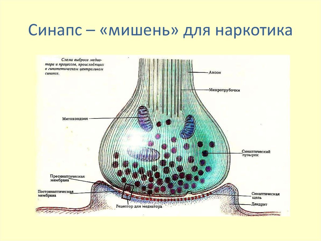 Химический синапс рисунок