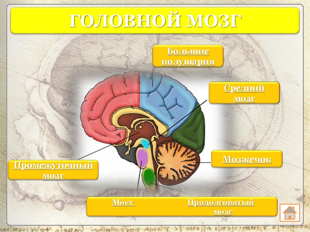 Схема служащая для ориентировки в черепно мозговой топографии