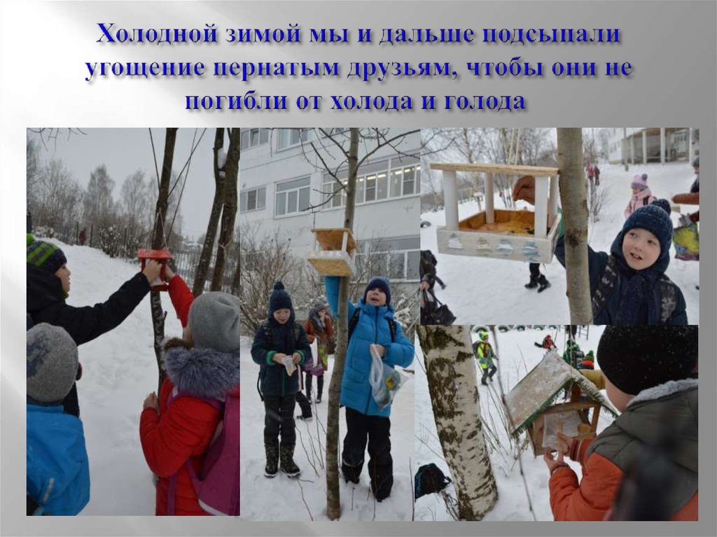 Холодной зимой мы и дальше подсыпали угощение пернатым друзьям, чтобы они не погибли от холода и голода 
