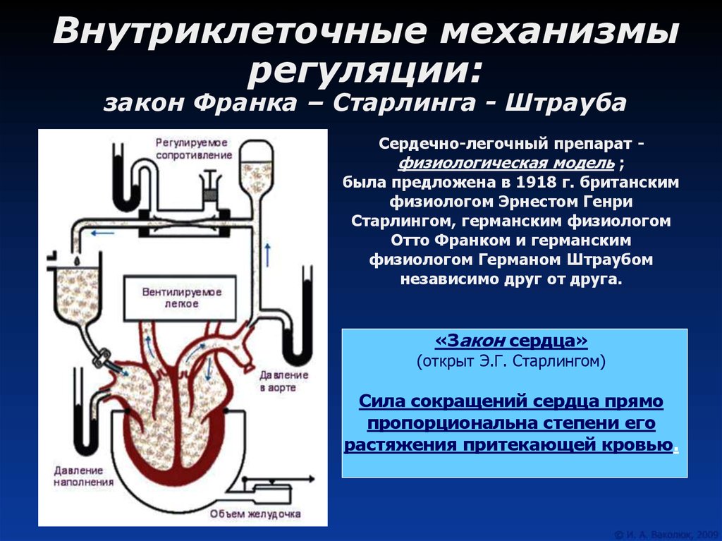 Регулировать кровообращения. Механизмы регуляции (закон Франка Старлинга). Механизм Франка — Старлинга физиология. Внутриклеточные механизмы регуляции сердца. Внутриклеточные регуляторные механизмы деятельности сердца.