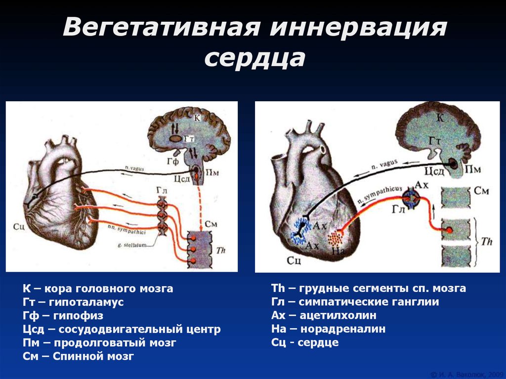 Сердечно сосудистый нервный центр. Схема парасимпатической иннервации сердца. Парасимпатическая иннервация сердца физиология. Схема симпатической иннервации сердца физиология. Симпатическая иннервация сердца схема.
