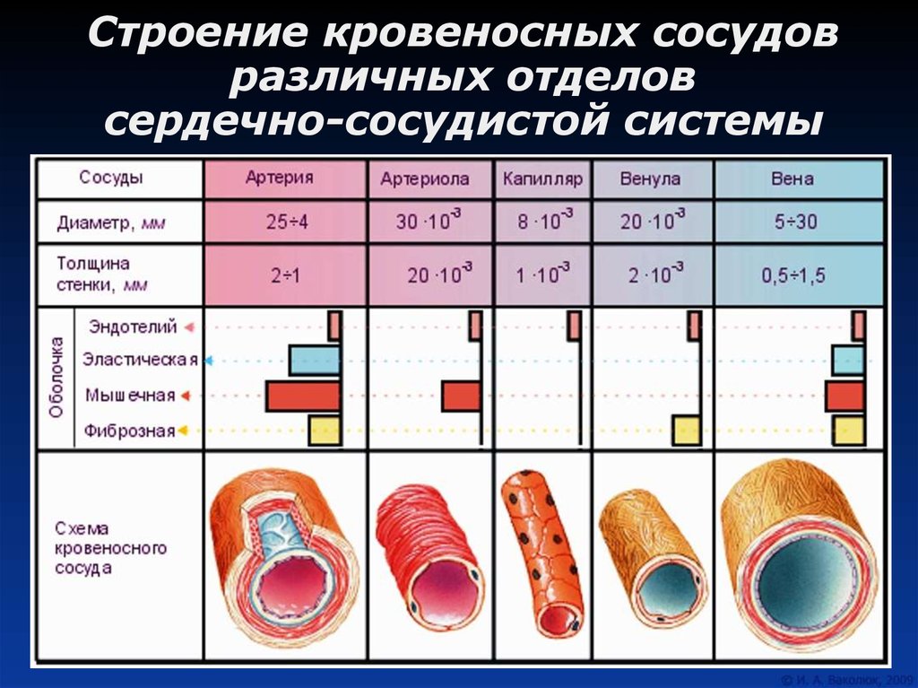 План строения кровеносных сосудов