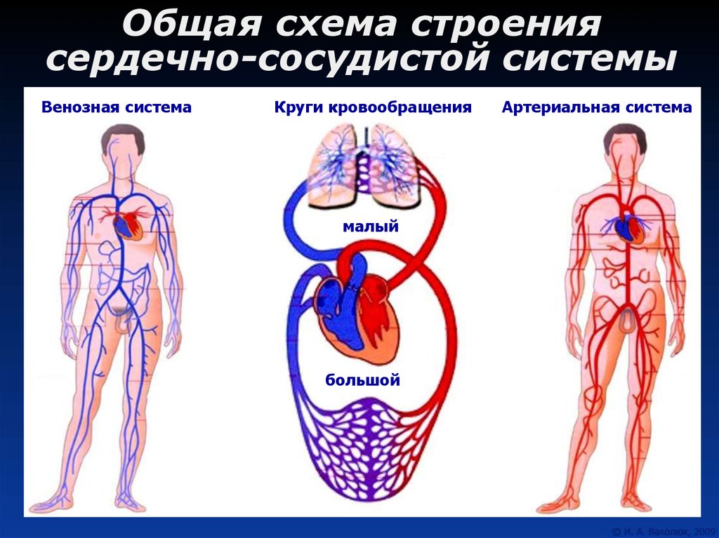 Простейшие кровообращения. Кровеносная система человека схема анатомия. Кровеносная система сосуды сердце схема. Схема венозной системы большого круга кровообращения. Венозная система большого круга у человека.