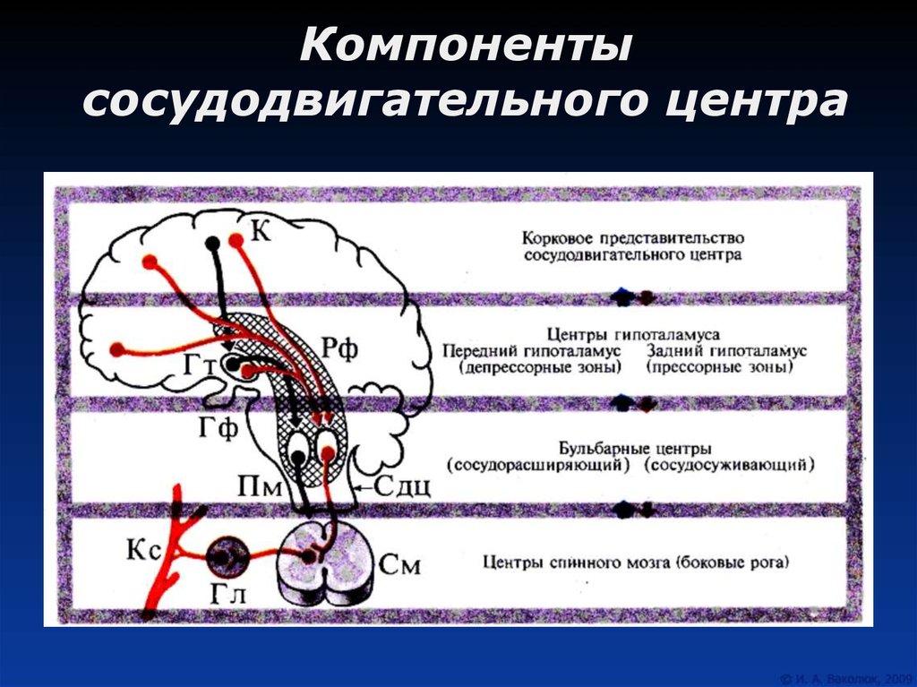 Сосудистый центр головного мозга