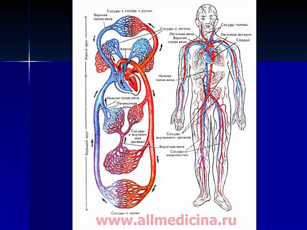 Общая схема кровообращения человека