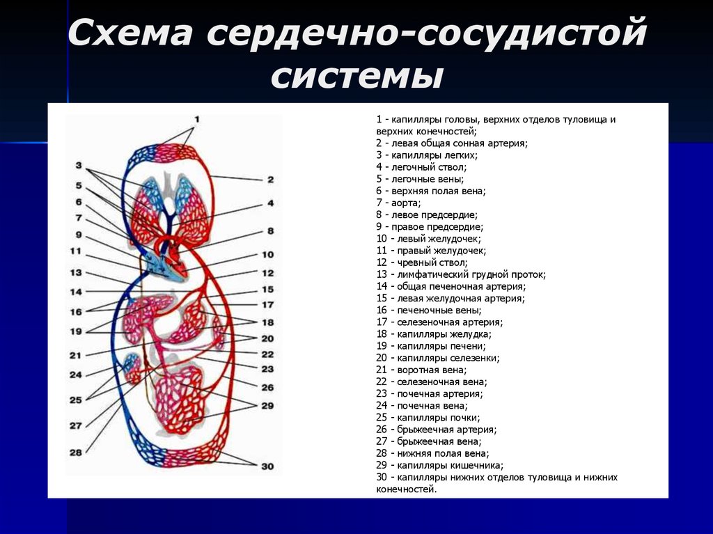 Три отдела кровообращения. Схема строения сердечно сосудистой системы. Анатомия строение кровеносной системы. Кровеносная система строение и функции системы.. Кровеносная система человека схема анатомия.
