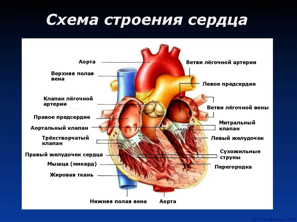 Какое сердце можно назвать. Схема внутреннего строения сердца. Внутреннее строение сердца анатомия. Внутренне строение клапана сердца. Строение сердца человека рисунок.