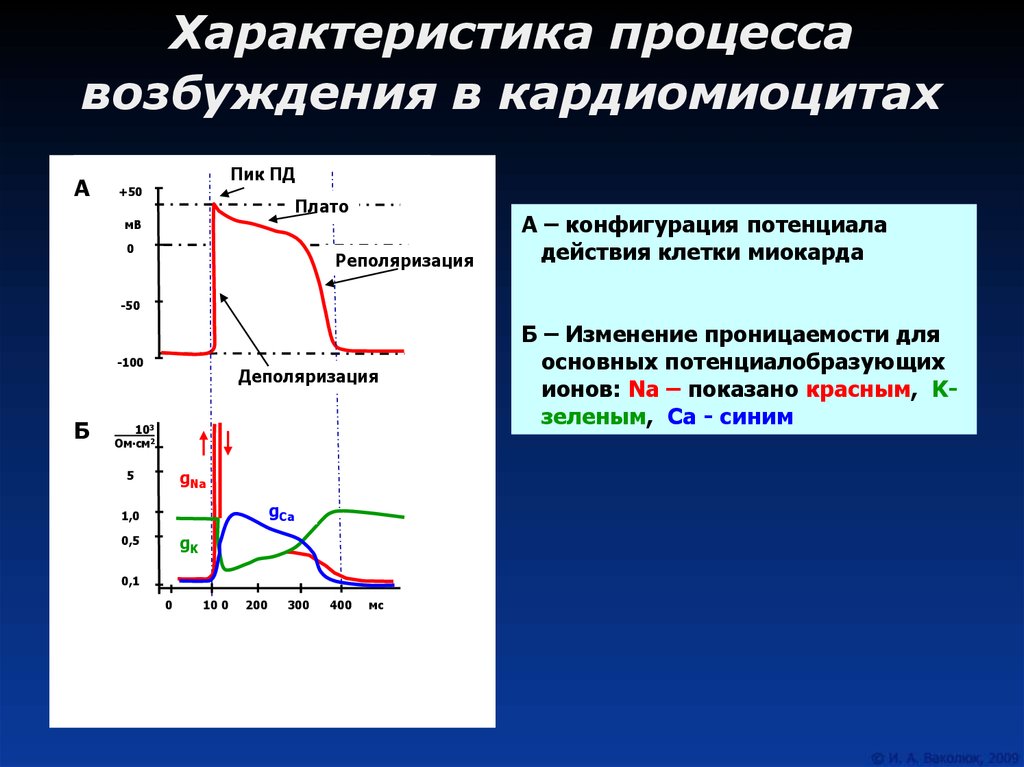 Процесс возбуждения. Характеристика процесса возбуждения. Возбудимость процесс. Хар ка процесса возбуждения. Возбуждение кардиомиоцитов.