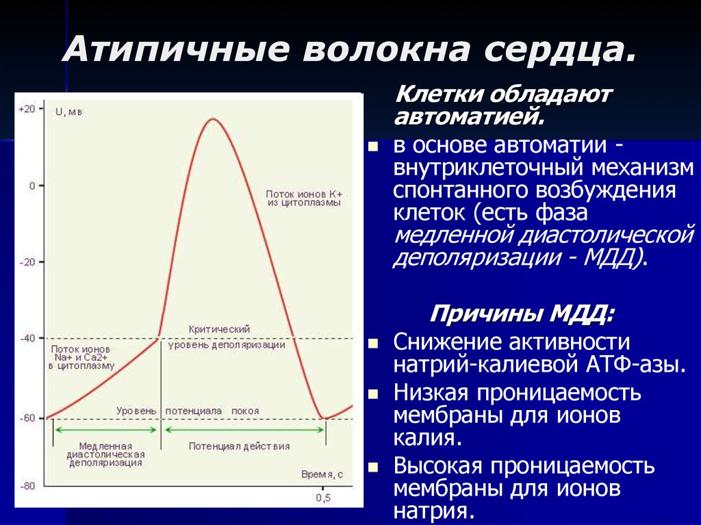 Потенциал действия пейсмекерных