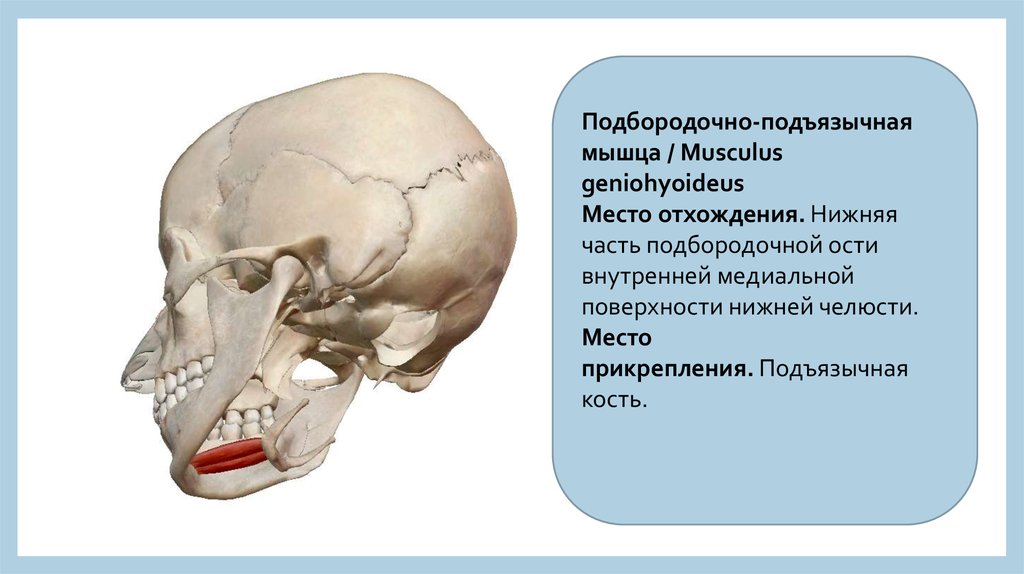 Подъязычная мышца. Подбородочно-подъязычная мышца (m. geniohyoideus). Подбородичная подязичная мищца. Подбородочно подьязычная м. Подбородная подъязычня мышца.