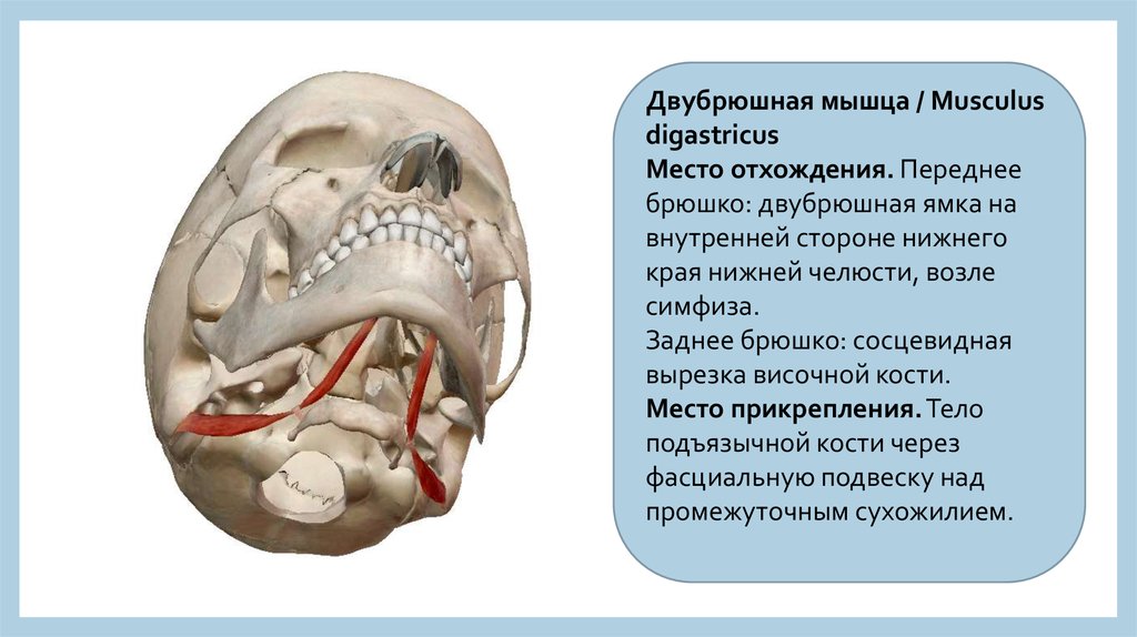 Двубрюшная мышца. Место прикрепления двубрюшной мышцы. Функция двубрюшной мышцы шеи. Переднее брюшко двубрюшной мышцы функция. Заднее брюшко двубрюшной мышцы функции.