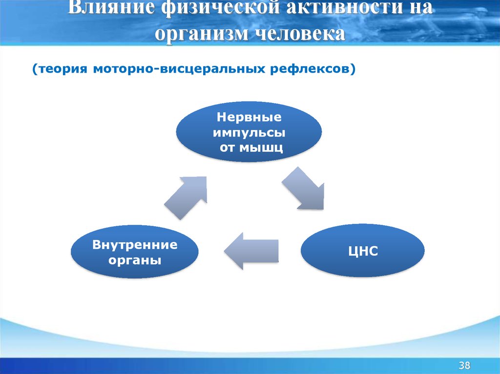 Презентация влияние физических нагрузок на организм человека