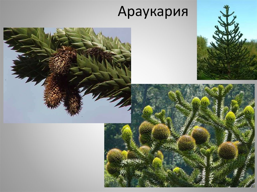 Приведи 3 примера голосеменных растений