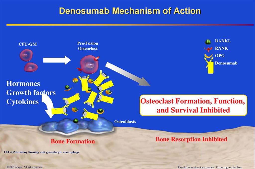 Denosumab Mechanism of Action