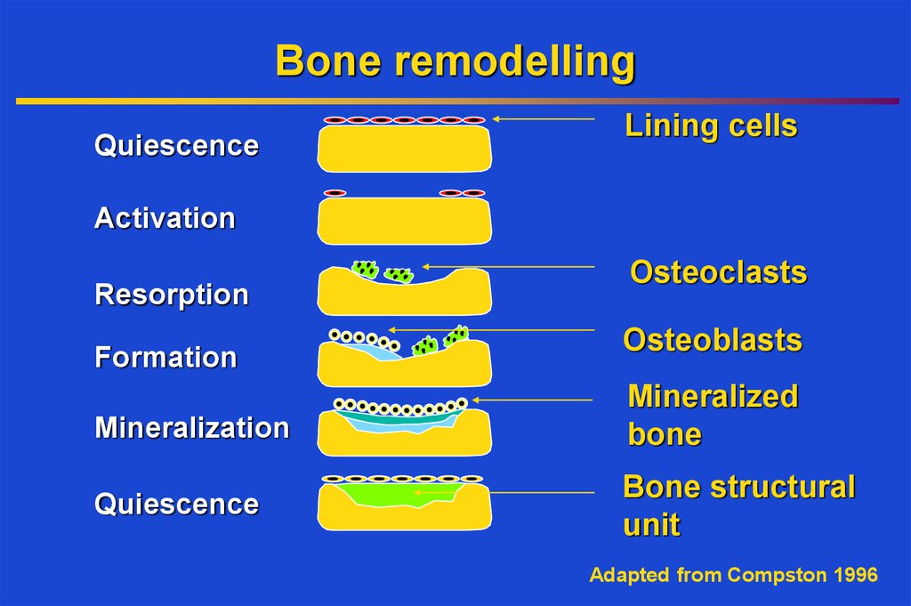 Bone remodelling